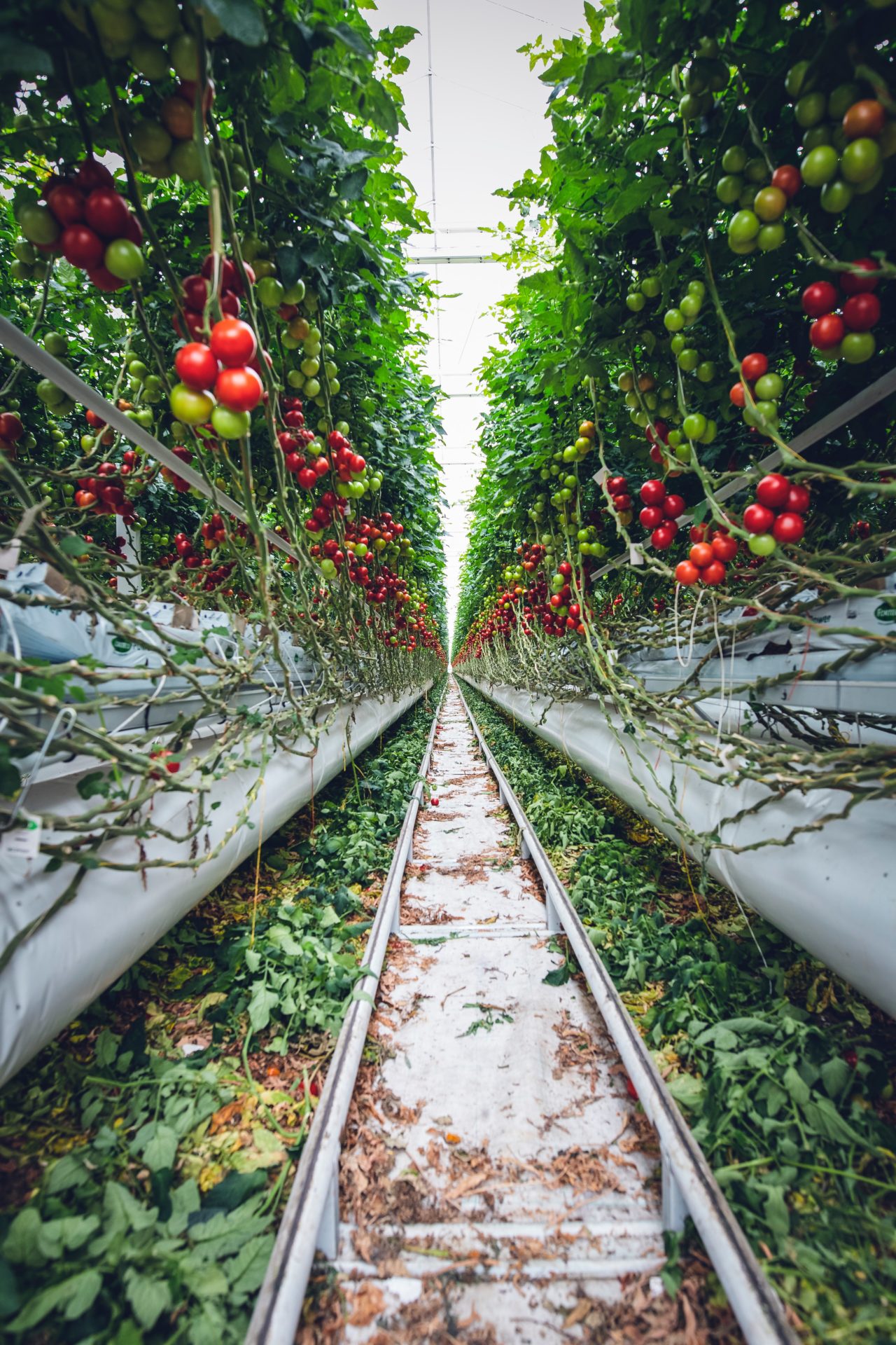 Why Vertical Farming Is Bad